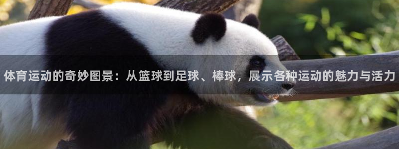 JJB竞技宝官网下载是干嘛的公司：体育运动的奇妙图景