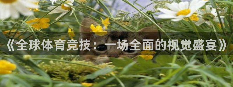 JJB竞技宝官网下载平台是正规平台吗知乎：《全球体育竞技：一